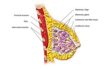 volufiline for breast enhancement